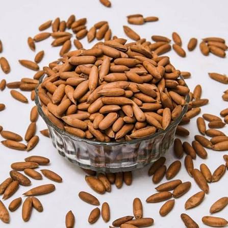 Chilgoza Pine Nuts — In Shell