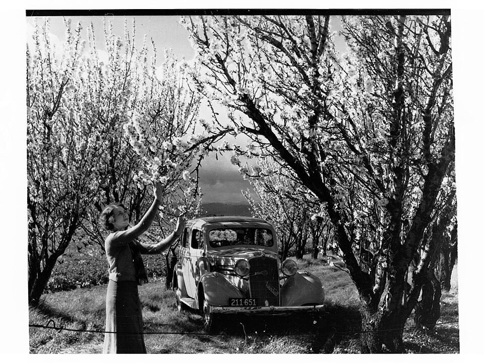 Panjshir Almond Growers logo